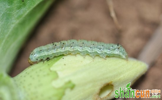 棉花棉铃虫怎么治？棉花棉铃虫的综合防治方法