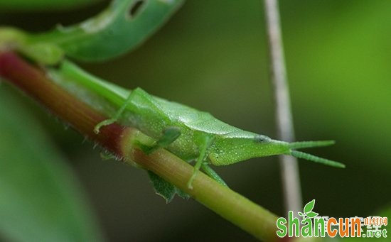 芝麻虫害有哪些？芝麻主要虫害的防治方法