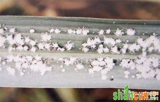 甘蔗绵蚜虫害