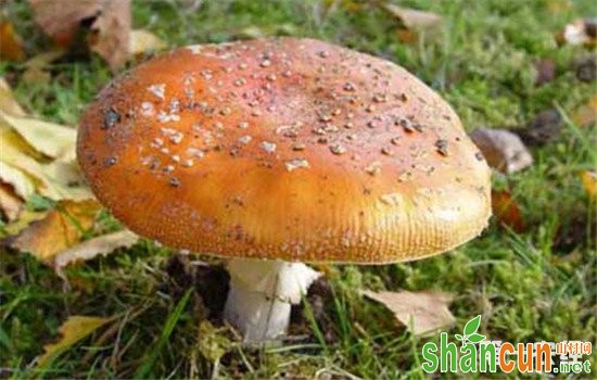 蘑菇绿霉病