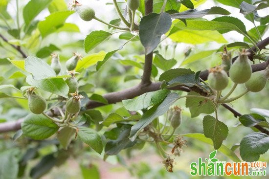 苹果落花后的常见疾病和防治方法