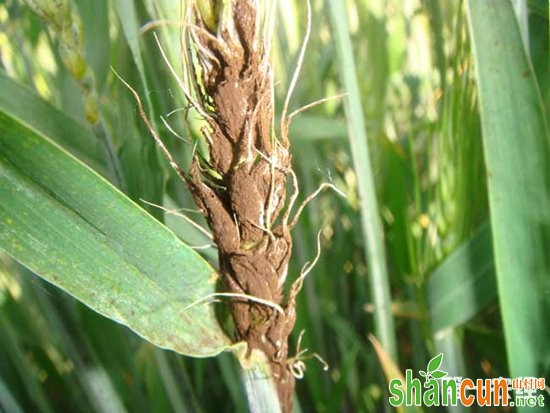 多菌灵能防治哪些植物病害？又该怎么使用？