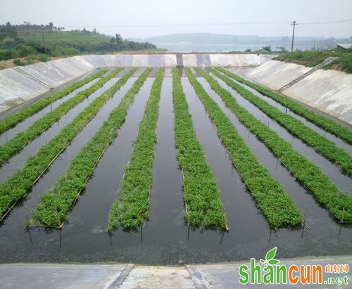 水生空心菜种植技术要点解析