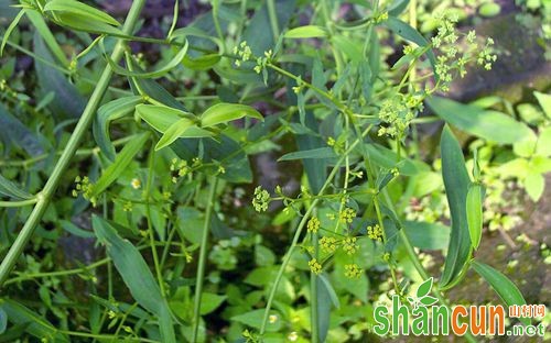 柴胡种植技术分享