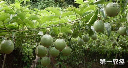 高效益高前景百香果种植技术