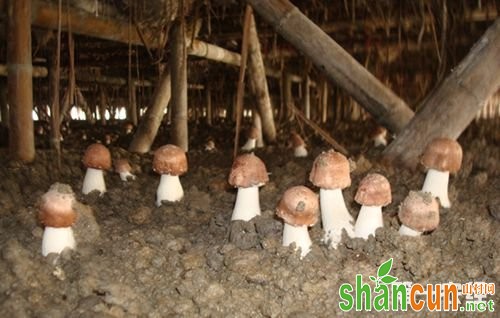 蘑菇种植技术以及注意事项简介