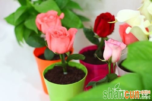 盆栽玫瑰花的种植方法简介