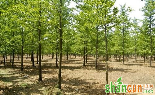 银杏树种植技术简介