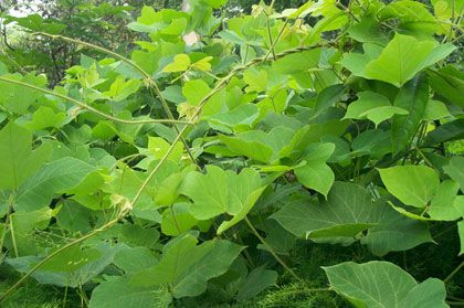 葛根人工种植前景以及种植技术简介