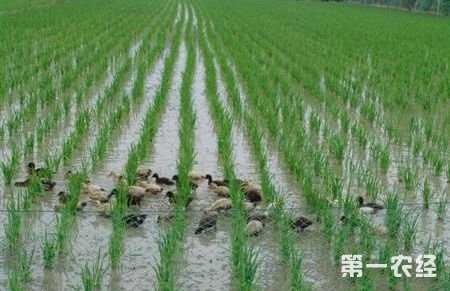 有机水稻种植技术简介