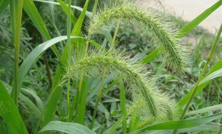 猫尾草(梯牧草)栽培技术简介