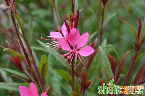 千鸟花（山桃草）种植技术以及繁育方法简介