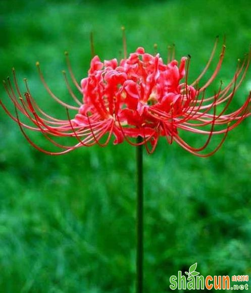 图片分享：红花石蒜种植技术