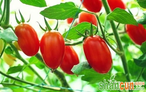 樱桃番茄(圣女果)种植效益以及种植前景分析