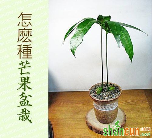 芒果盆栽怎么用芒果果核种植？