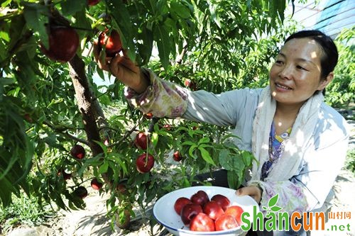 温室大棚油桃种植管理简介【图片】