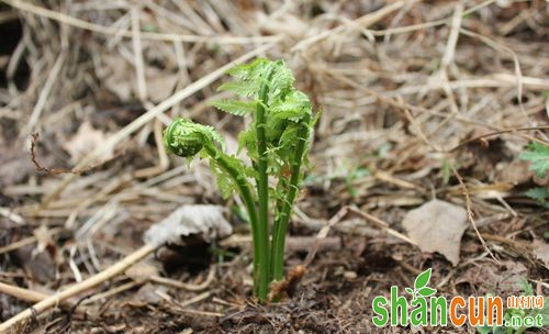 蕨菜种植技术分享【图片】