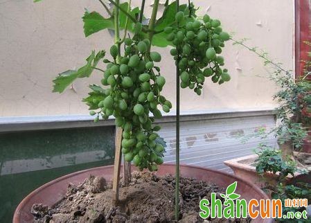 盆栽葡萄的种植技术