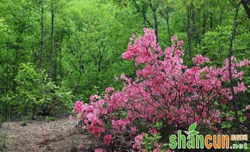 杜鹃花生长环境解析