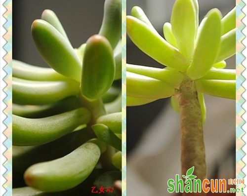 多肉植物八千代和乙女心如何区分?