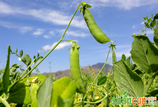 荷兰豆种植,荷兰豆种植方法,荷兰豆种植时间