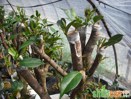 油茶树嫁接茶花,油茶树嫁接茶花技术,油茶树怎么嫁接茶花