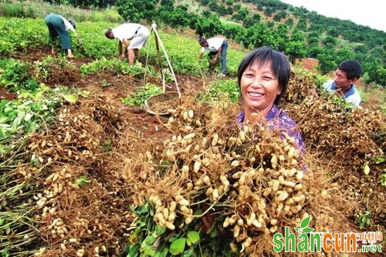 花生高产种植,花生高产种植技术,花生种植,花生