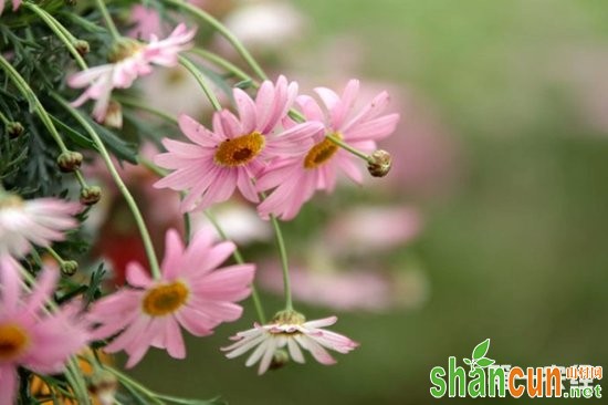 玛格丽特花,玛格丽特花配土,玛格丽特花配土方法,玛格丽特花种植