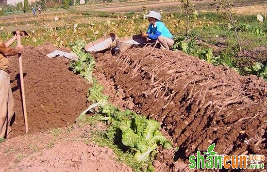 山药,山药种植,山药的繁殖方法,山药豆种植,山药豆种植方法