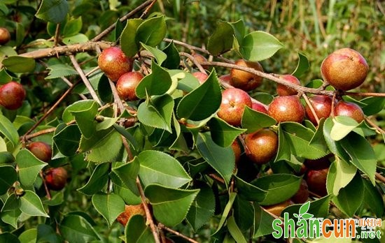 油茶树种植,油茶树大小年,油茶树,克制油茶树大小年