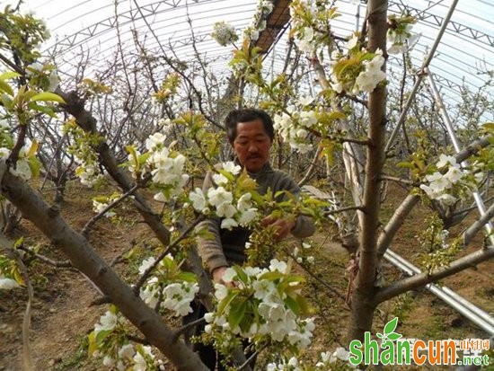 樱桃,樱桃种植,大棚樱桃种植,大棚樱桃花果期,大棚樱桃花果期的管理技术