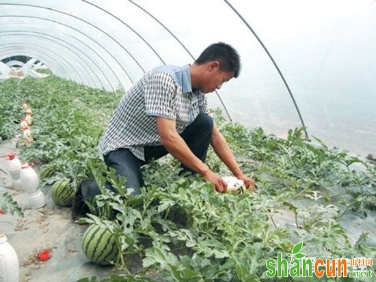 西瓜种植,大棚西瓜种植,大棚西瓜施肥技术,西瓜施肥技术