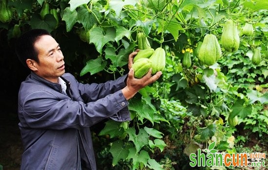 佛手瓜,佛手瓜种植,佛手瓜繁殖,佛手瓜的种植方法