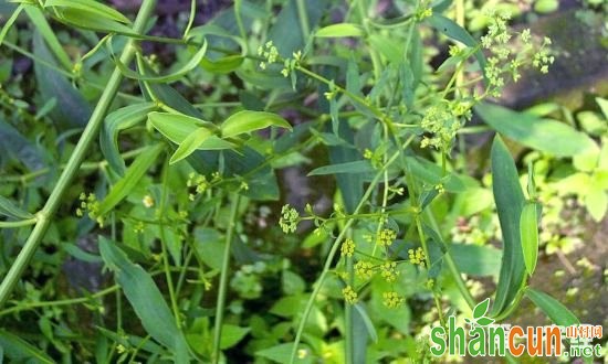 中药材种植,柴胡套种荆芥技术,柴胡套种技术,柴胡种植