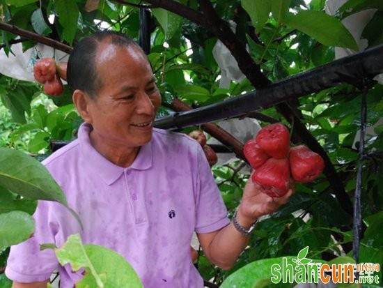 莲雾,莲雾种植,温室莲雾种植,北方温室莲雾种植技术