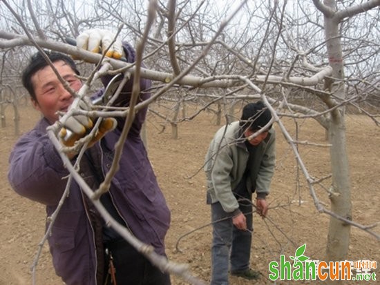 苹果,苹果种植,苹果树修剪,苹果幼树整形修剪技巧