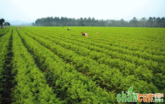 胡萝卜,胡萝卜种植,秋胡萝卜栽培,露地秋胡萝卜栽培技术