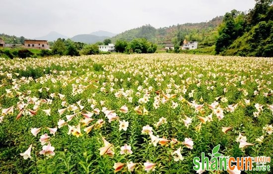 百合花种植方法