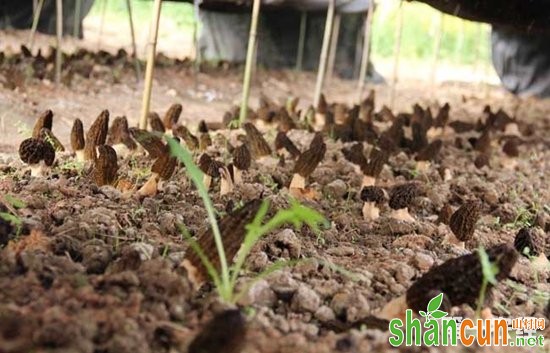 羊肚菌种植技术【视频】