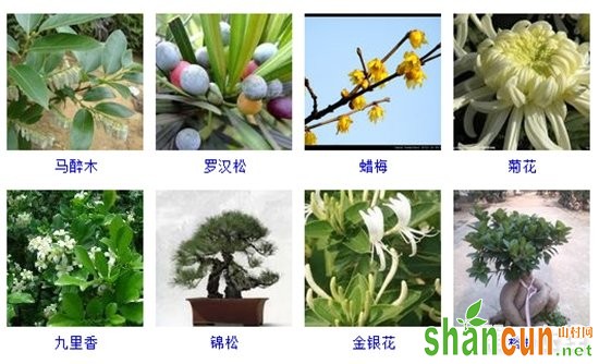 盆栽植物图片及名称