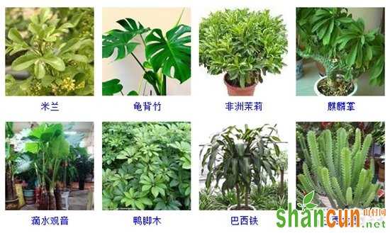 盆栽植物图片及名称