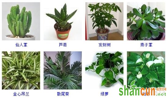 盆栽植物图片及名称