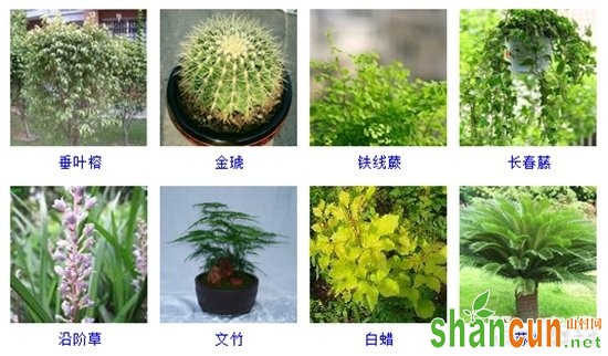 盆栽植物图片及名称