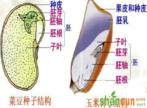 菜豆种子和玉米种子结构图