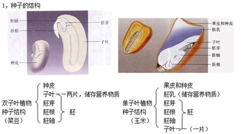 菜豆种子和玉米种子结构图