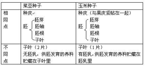 菜豆种子和玉米种子异同点