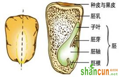 玉米种子结构示意图