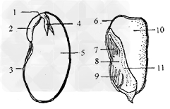 玉米种子结构图