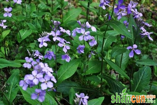 诸葛菜是什么？诸葛菜植物鉴别