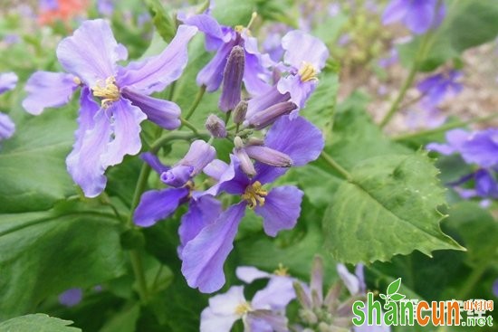 诸葛菜是什么？诸葛菜植物鉴别